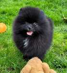 Szpic miniaturowy ( pomeranian )