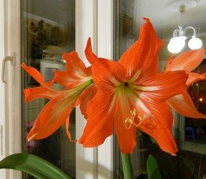 Комнатная лилия – один из самых ярких и любимых цветов