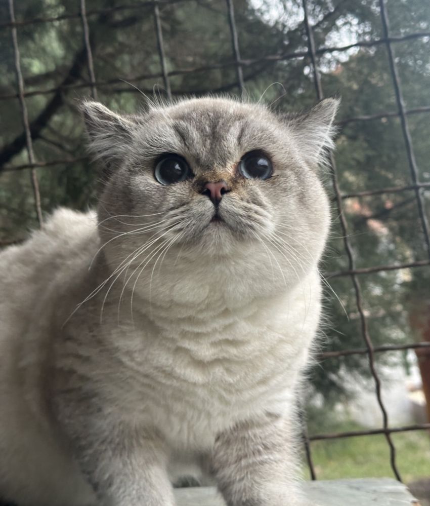 Британские котята