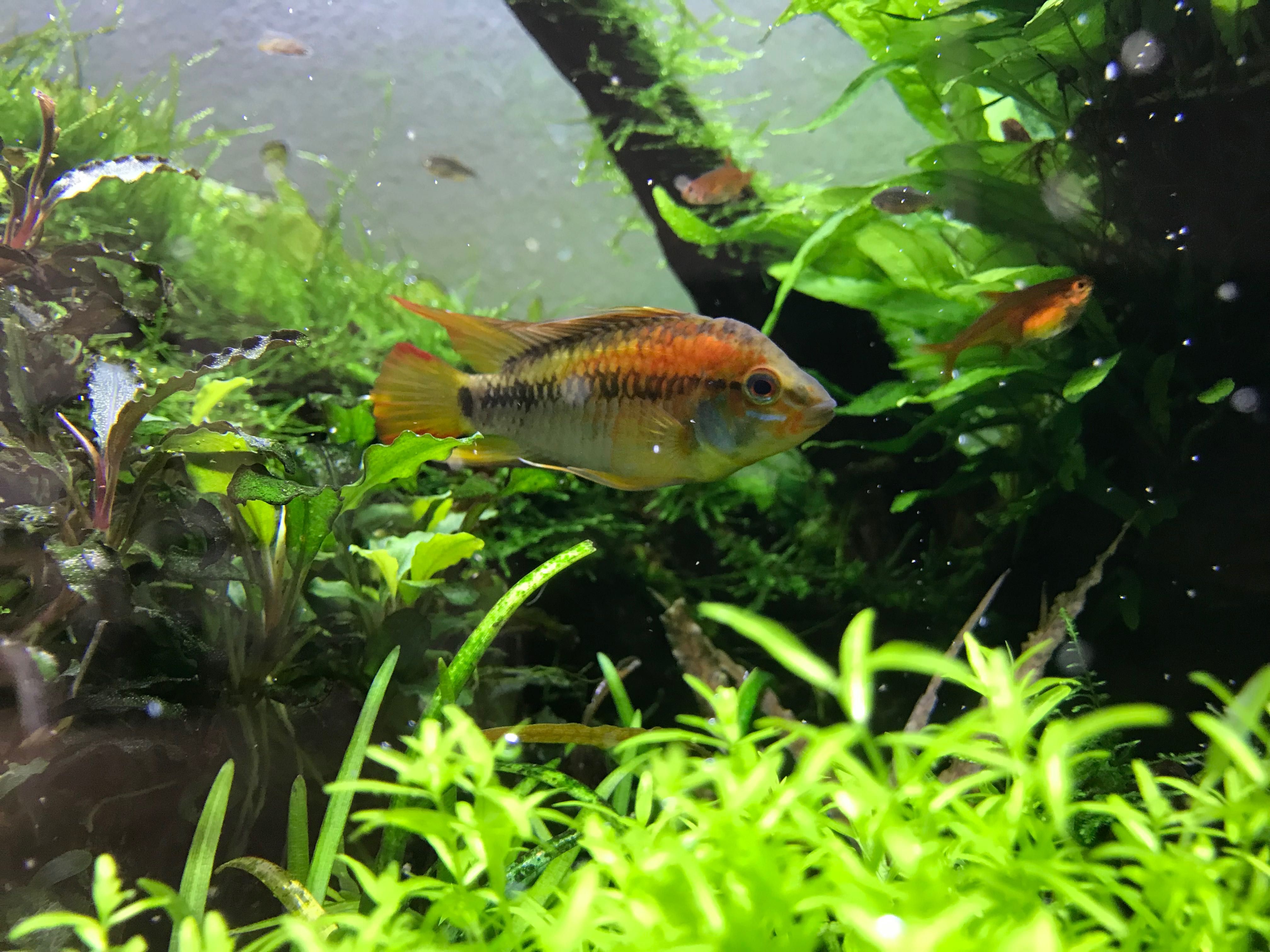 Apistogramma Macmasteri