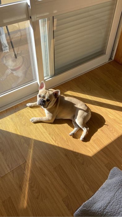 Montas - Bulldog French Cream *experiência*