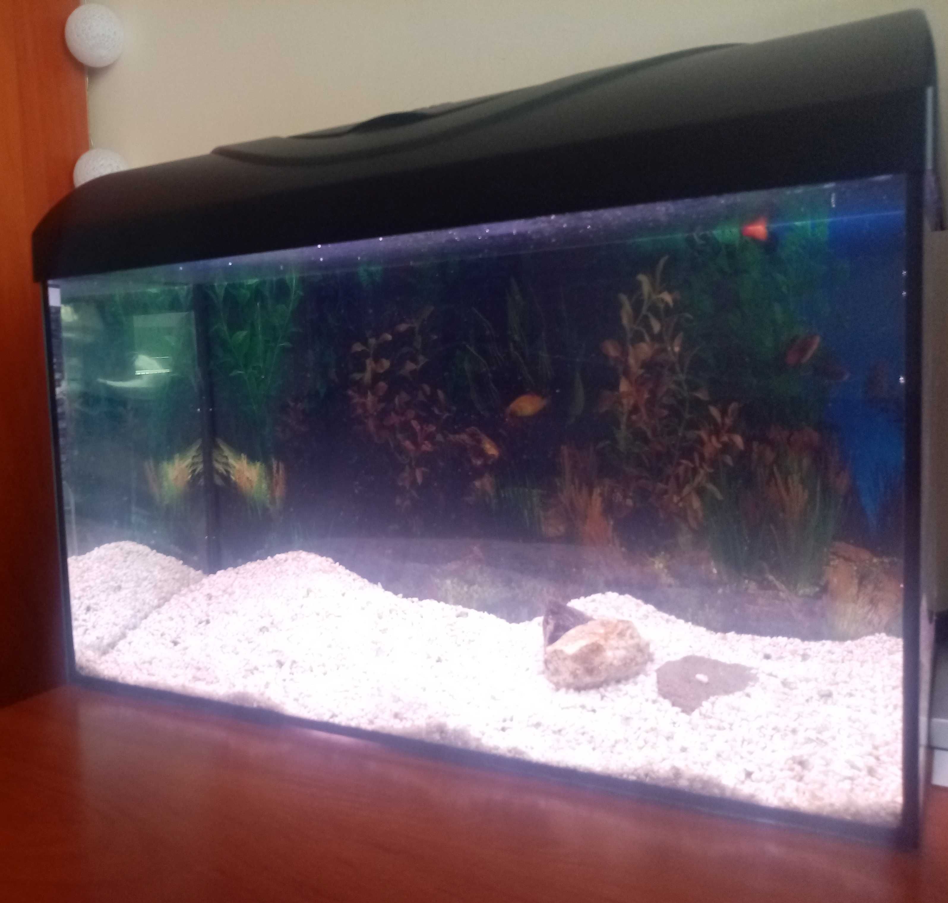 Akwarium Diversa 40l z wyposażeniem