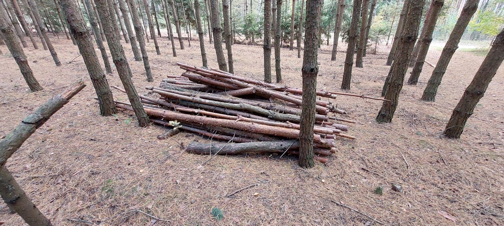 Drzewo sosnowe, na opał