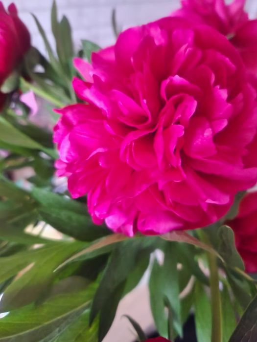 Пион травянистый "Диана Паркс"