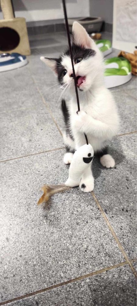 Male kotki do adopcji