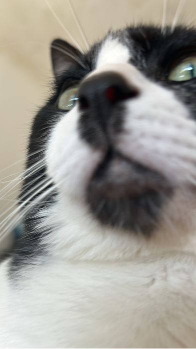 Cuidadora de gato