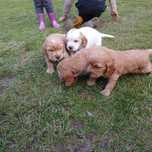 Cocker spaniel szczeniaki