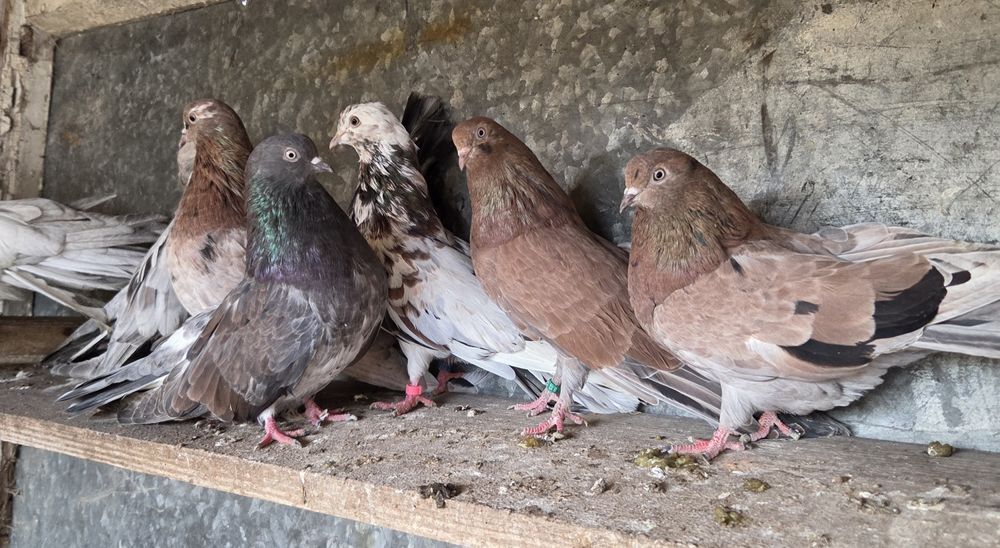 Mikołajewskie samce I samice