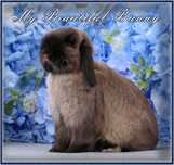 Młody Królik Mini Lop - Siamese Sable