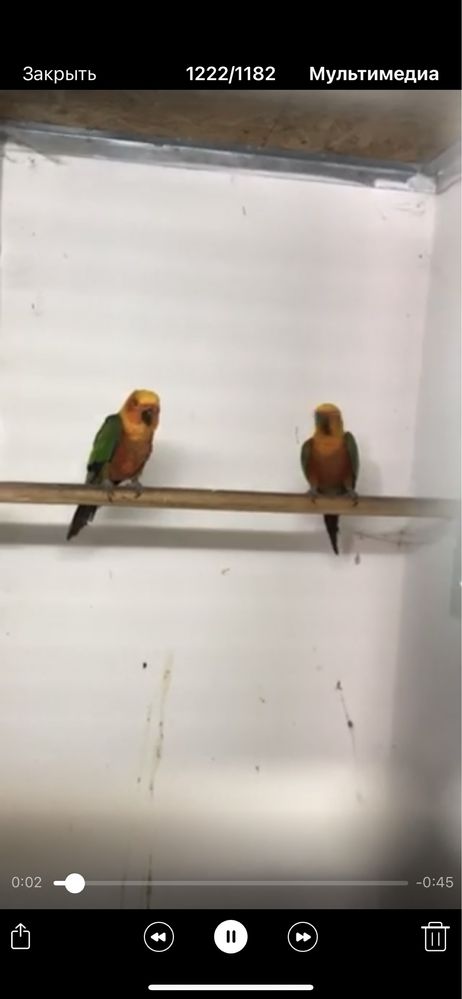 Сформированная пара попугай аратинга Яндайя  пара половозрелая
