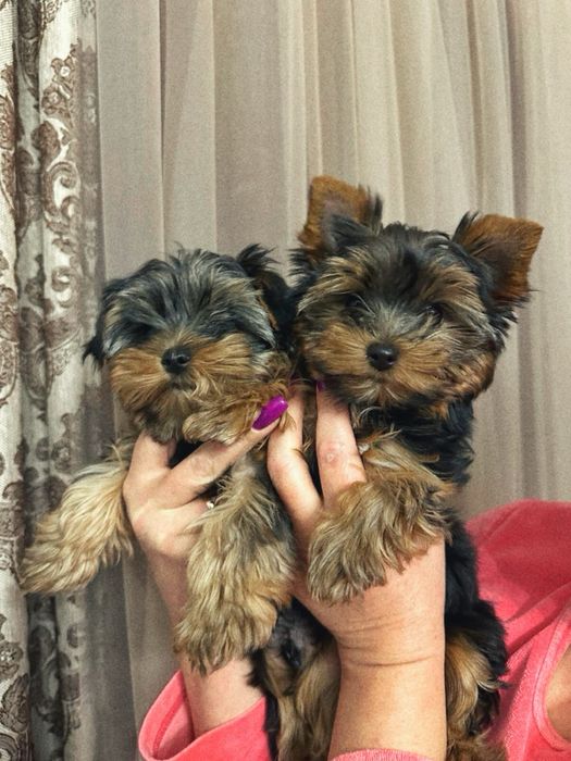 Міні йорки дівчинка і хлопчик