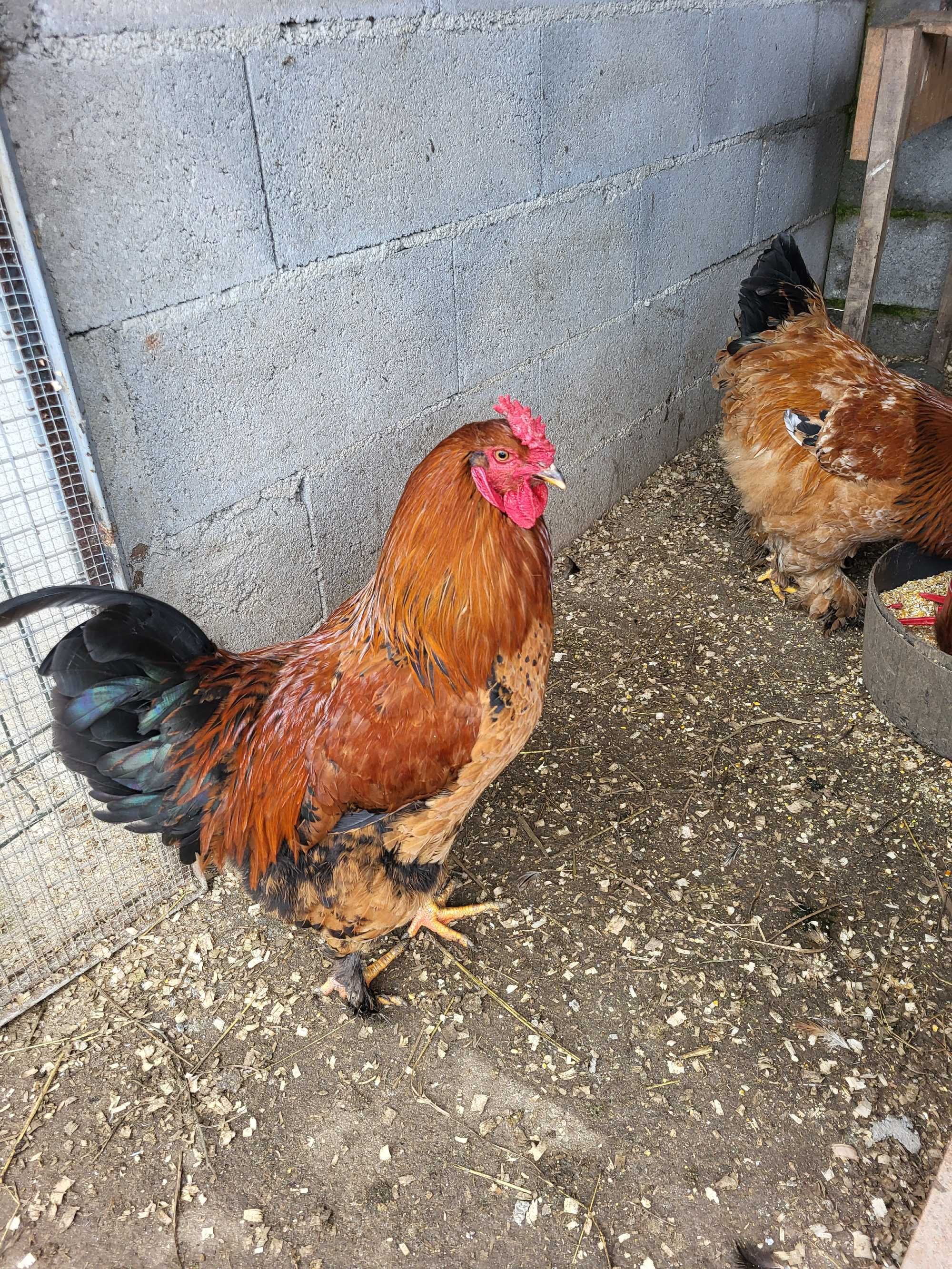 Galinhas e patos de raca e ovos