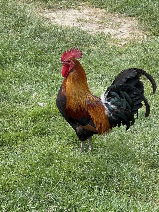 Kogut zielononóżka kuropatwiana
