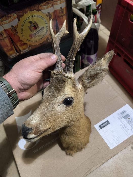 Poroże zrzuty wieniec medalion kozła