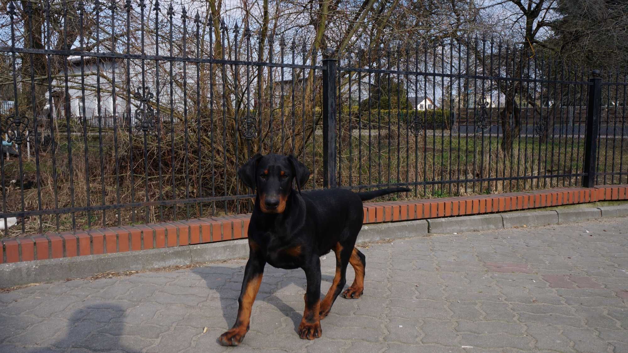szczeniak doberman