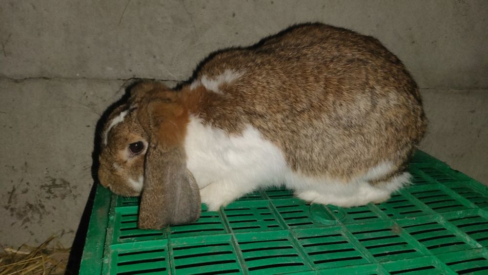 Samica Baran francuski