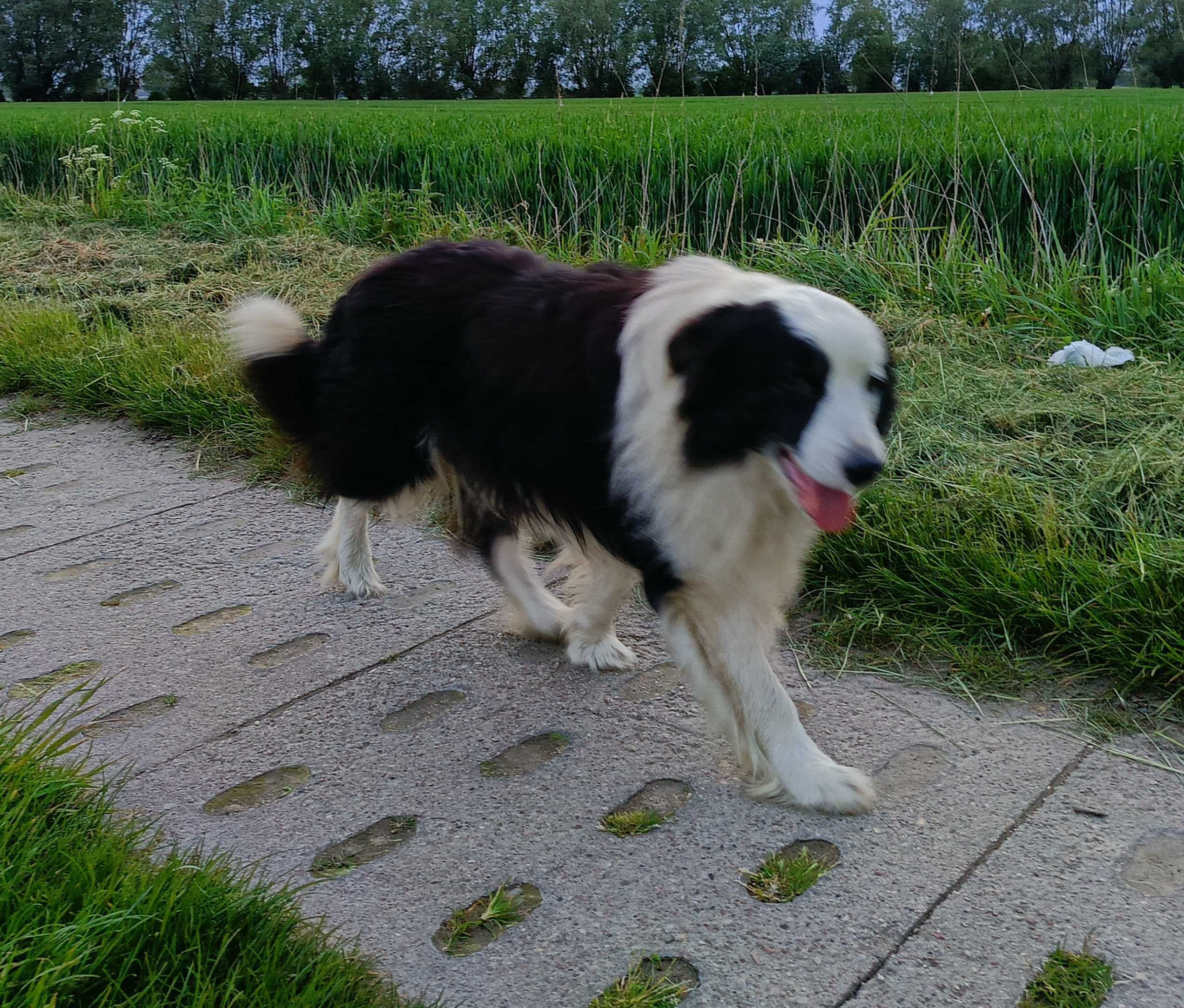 Samiec border collie