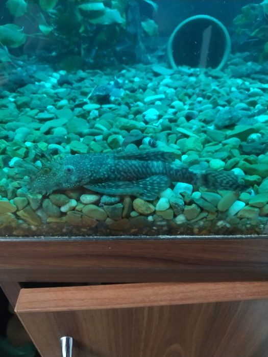 Сомики анцитрус. Акваріумна рибка.