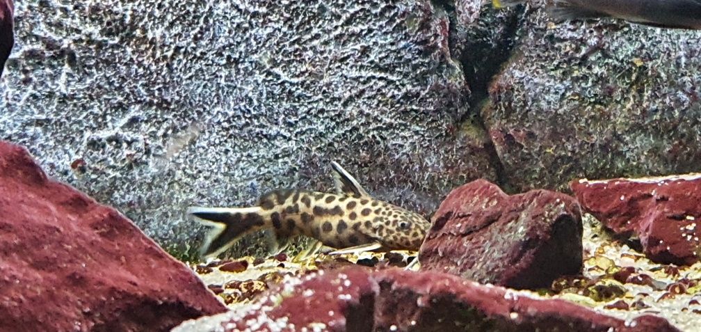 Synodontis lucipinnis Tenganika malawi