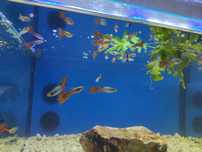 Guppys variados criação própria