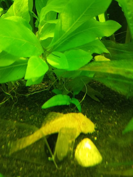 Glonojady. Zbrojnik niebieski