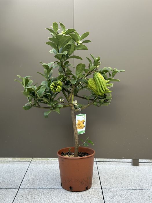 Mão-de-Buda Anã com fruto