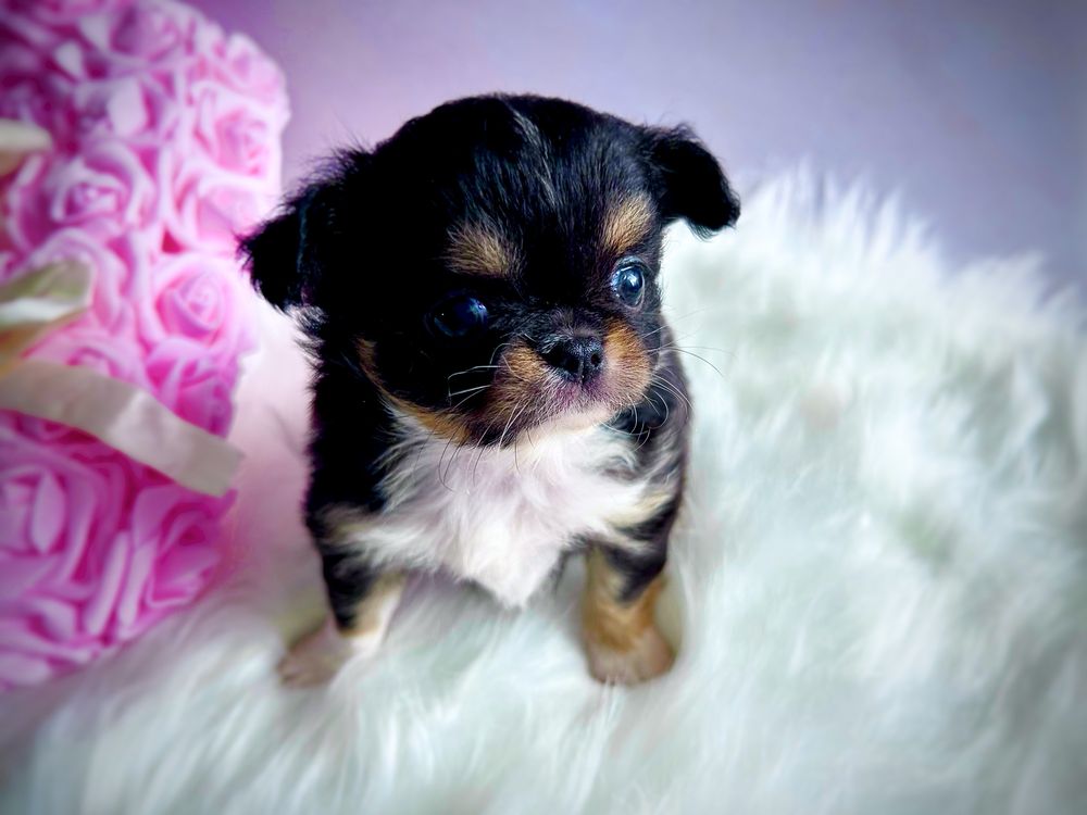 ***Śliczna długowłosa dziewczynka chihuahua tri color***