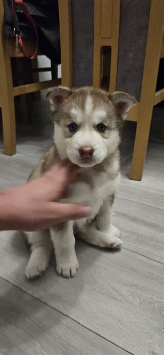 Brązowa suczka Siberian Husky