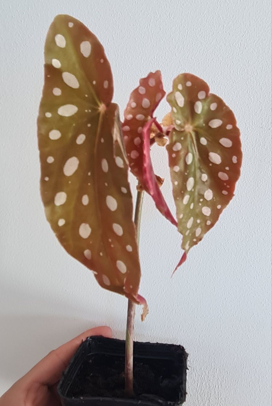 Begonia maculata