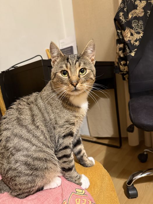 Oddam dwa 1,5 roczne koty