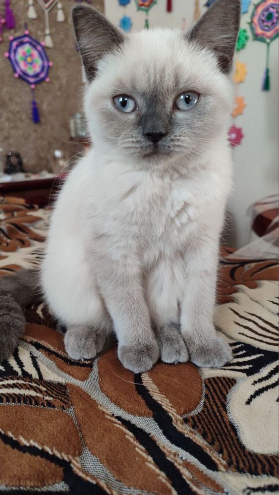 Кошечка бенгальская