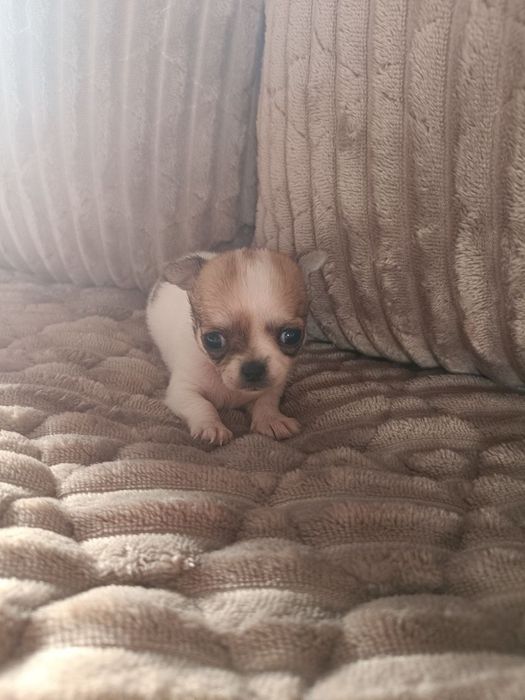 Продам собак чихуахуа