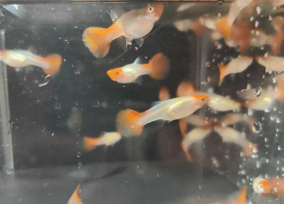 GUPPYS com garantia de envio vivo em Portugal Continental