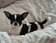 Chihuahua krótkowłosa sunia kolorowy rodowód