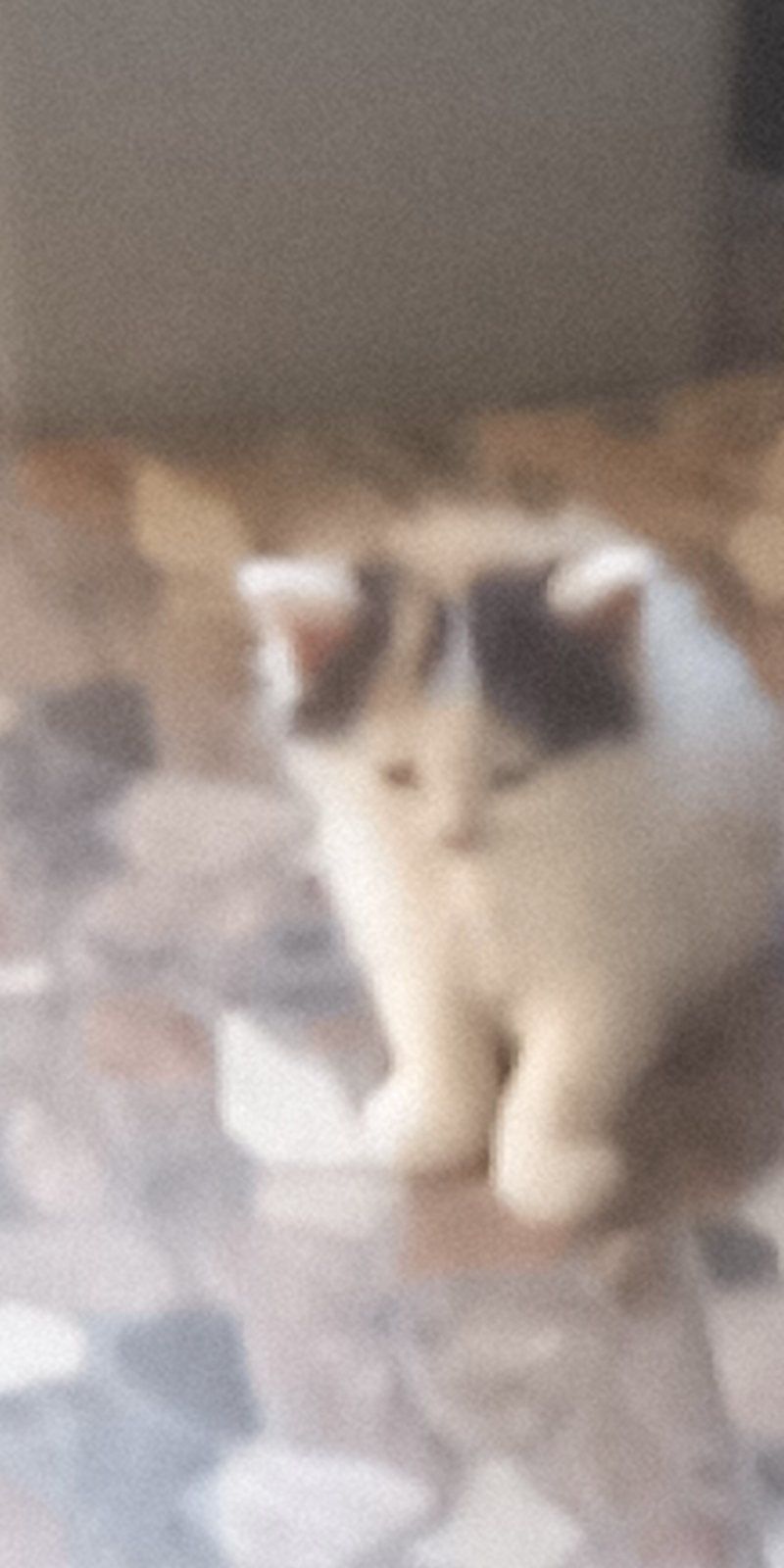 КОТЯТА Віддам в хороші руки