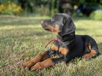 Doberman pies szczenię suczka z rodowodem