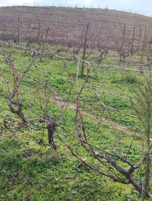 Vendo terreno com plantação de vinhas e amendoal - Muxagata