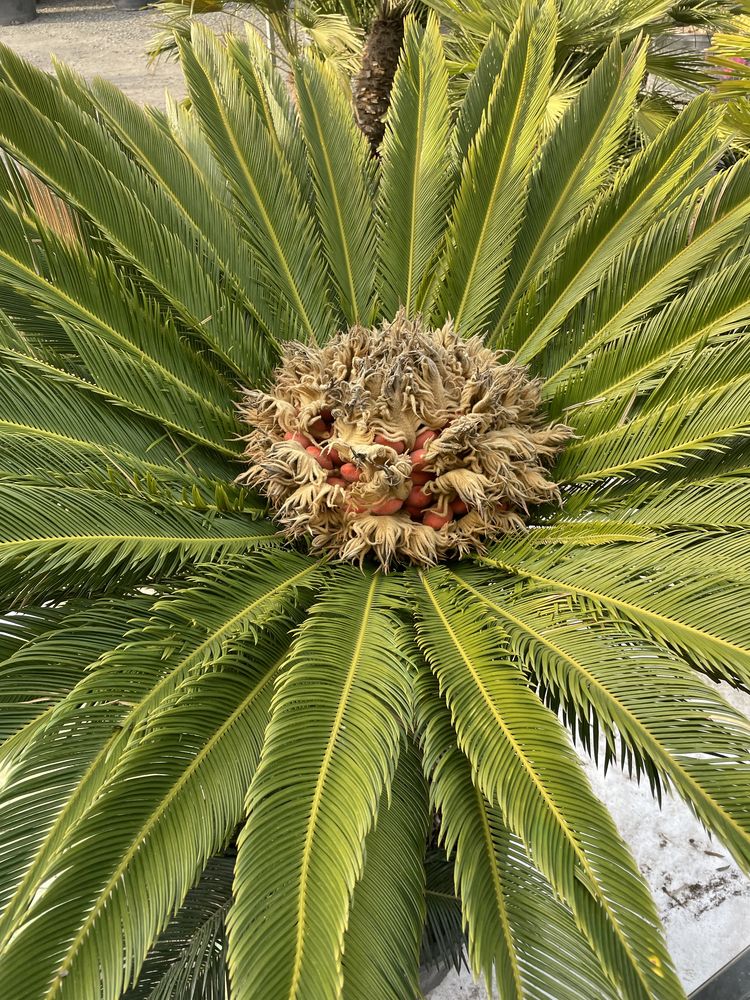 Cycas revoluta cykas sagowiec odwinięty nasiona nasiono