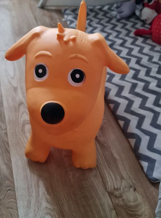 Skoczek pies pomarańczowy