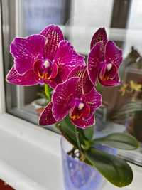 Домашня орхідея сорт Чері Бомб метелик орхидея Чери бабочка КВІТНЕ