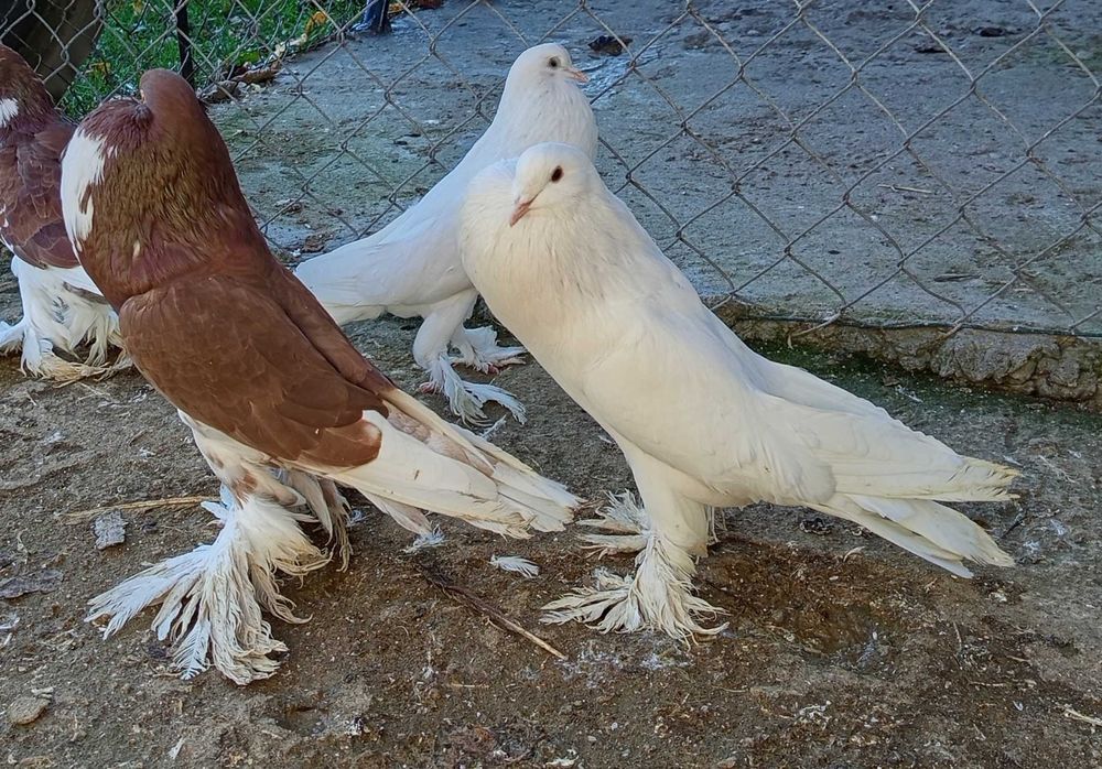 Gołębie garłacze pomorskie