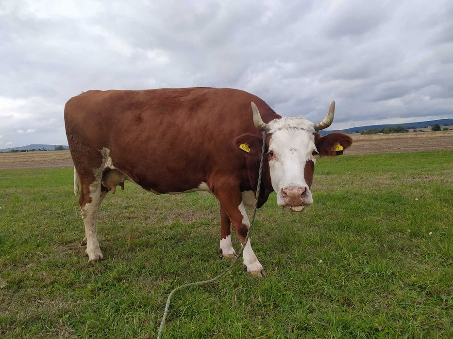 krowa simental mleczny na ocieleniu