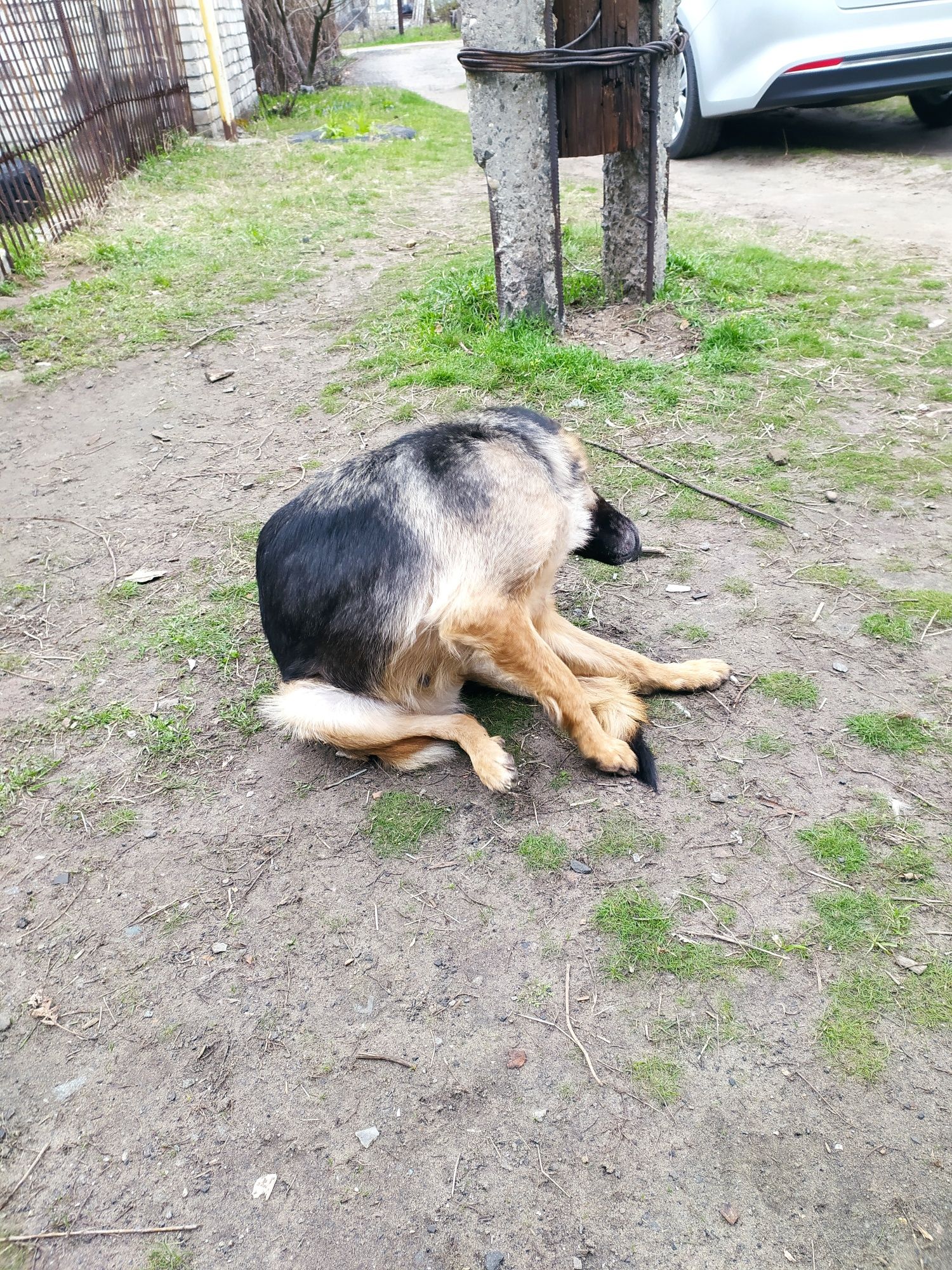 Молодые собаки  бесплатно