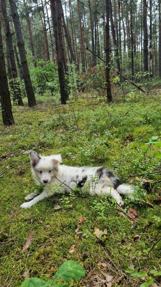 Border Collie suczka blue merle badania