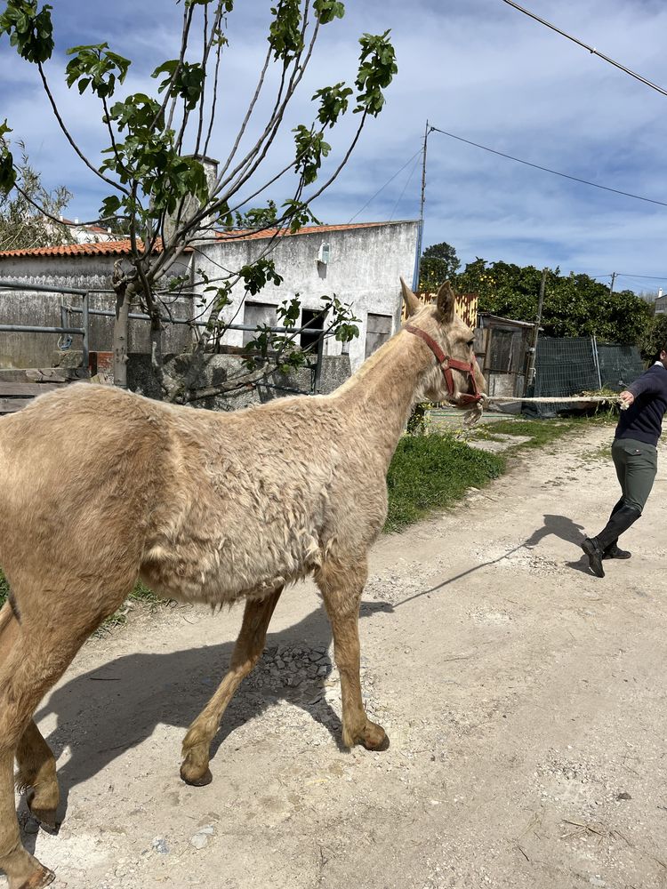 Poldro palomino 10 meses