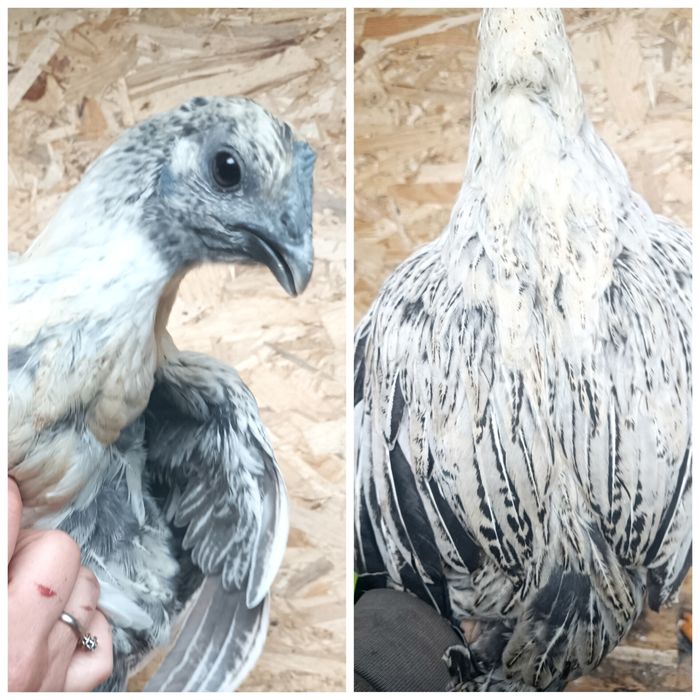 Петухи и инкубационное яйцо Люйкенданзи