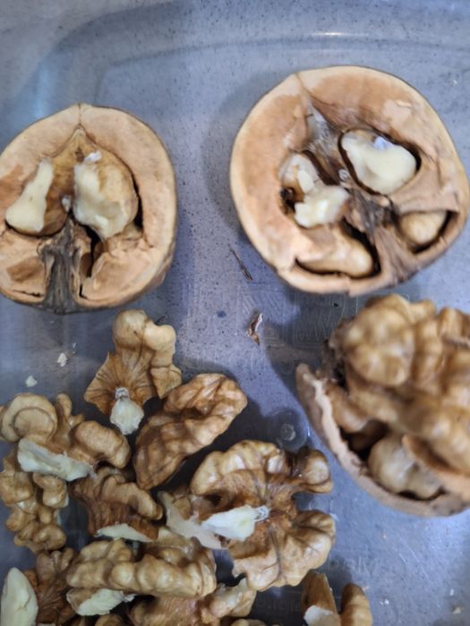 Грецький горіх врожай 2025 р