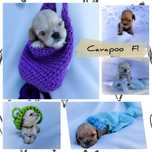 Cavapoo Cavadoodle f1