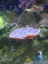 Echinopora koralowiec morski