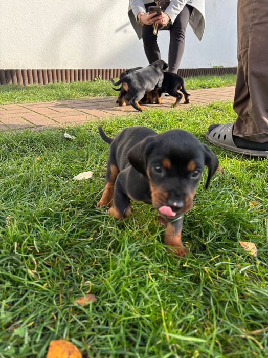 Szczeniaki Gończy Słowacki